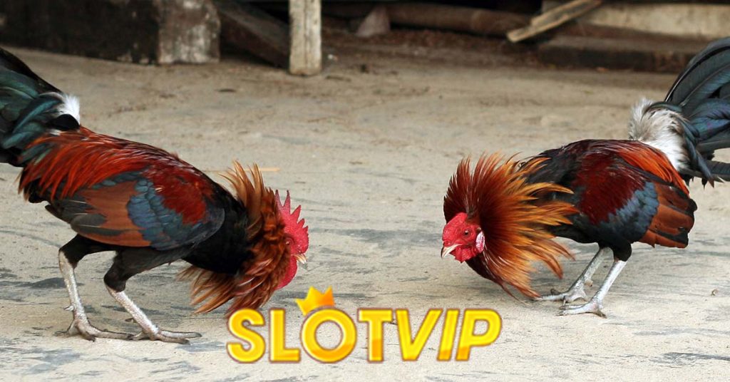 Balinese Cockfighting